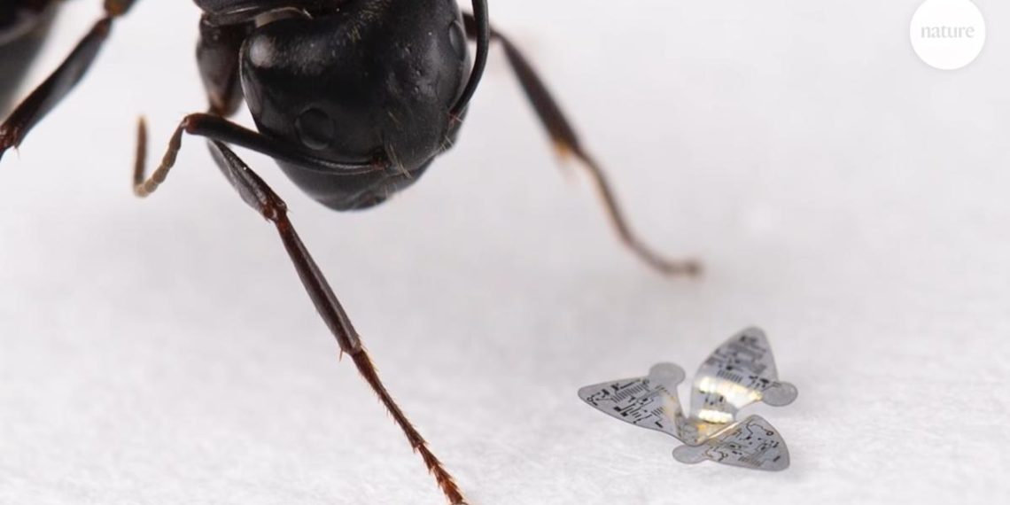 ‘Flying’ microchips could ride the wind to track air pollution